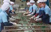 Xuất khẩu hạt điều nhân hướng đến kim ngạch 3,3 tỷ USD
