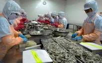 Chuỗi sản xuất tôm sạch đầu tiên xuất khẩu sang EU tại Kiên Giang