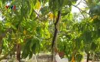 Khan hiếm xoài Úc dịp Tết do thời tiết