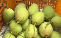 Xuất xoài sạch sang Australia