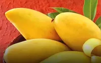 Xoài Việt Nam sắp vào thị trường Mỹ
