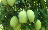Hoa quả thất thu do mưa trái mùa tại Đồng Nai