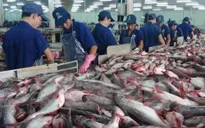 Xuất khẩu cá tra sang Hoa Kỳ giảm mạnh