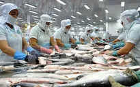 Năm 2018, xuất khẩu cá tra có thể đạt 1,85 tỷ USD