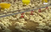 Liên kết chuỗi: Cú bắt tay của doanh nghiệp ngoại và trang trại Việt
