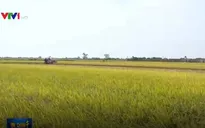 Cần Thơ lần đầu xuất khẩu gạo sang Iran