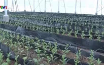 Đồng Tháp sẽ xuất khẩu hoa sang Hàn Quốc