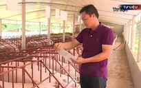 Đàm phán xuất khẩu thịt lợn sang Trung Quốc qua đường chính ngạch