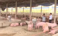 “Thịt lợn xuất sang Trung Quốc phải giết mổ và cấp đông”