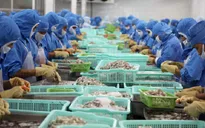 Nhập khẩu thủy sản tăng mạnh trên 30% kim ngạch