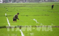 Đồng Tháp: Nông dân lại xuống giống tự phát