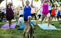 Tập yoga với... dê - Cách rèn luyện sức khỏe mới tại Mỹ