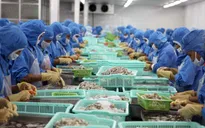 Quý I/2017, Nhật Bản dẫn đầu nhập khẩu tôm Việt Nam