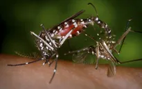 New York cảnh báo về virus Zika trong mùa du lịch