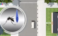 Alphabet phát triển công nghệ tiêu diệt muỗi mang virus Zika
