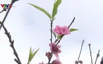 Thêm sắc hoa cho ngày hội Anh đào Đà Lạt