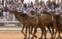 Lễ hội lạc đà - Nét văn hóa truyền thống của các quốc gia Arab