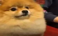 Chú chó dễ thương gây sự chú ý trên mạng xã hội