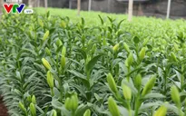 Hoa ly Tây Tựu nở đẹp vào Tết