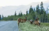 Nguy cơ con người mắc bệnh từ hươu