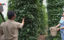 Giảm diện tích để phát triển hồ tiêu bền vững