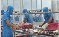 Cổ phiếu thủy sản còn hấp dẫn từ nay đến cuối năm?