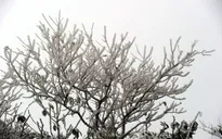 Miền Bắc rét đậm, vùng núi cao xuất hiện băng giá