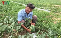 Thời tiết bất lợi, nông dân Bà Rịa - Vũng Tàu lo thất thu dưa hấu Tết