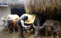 Gần 1.000 con gia súc chết rét trong tháng 1