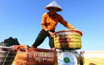 Tháng 1, xuất khẩu nông lâm thủy sản đạt trên 3 tỷ USD