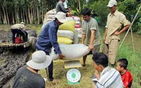 Tranh chấp bán lúa non cho "cò", nông dân cắn răng chịu thiệt