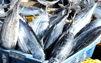 Ngư dân Phú Yên được mùa cá ngừ đại dương
