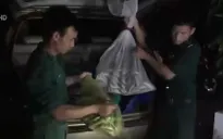 Truy bắt xe chở nhiều động vật quý hiếm