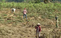 Phú Yên: Nông dân trồng sắn thất thu nặng