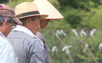 Nhật Bản: Nhiều người tìm đến niềm vui lao động sau nghỉ hưu