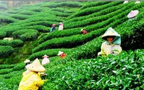 Hội thảo phát triển thương hiệu, văn hóa chè Việt Nam