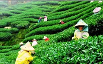 Loại trà thần bí giúp tăng cường sinh lực và chống lão hóa ở Ấn Độ