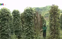 Nguy cơ phá sản vì hồ tiêu chết hàng loạt tại Gia Lai