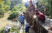 Khẩn trương gia cố đê bao bị vỡ tại Vĩnh Long