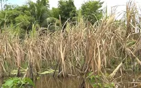 Trắng tay vì mía ngập