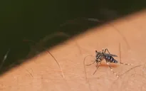 Ấn Độ: 22 ca nhiễm virus Zika, chưa có trường hợp tử vong
