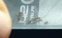 Phát hiện hàng nghìn con kiến lửa đỏ gây chết người tại cảng Incheon, Hàn Quốc