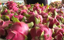 Giá thanh long tăng nhẹ trở lại