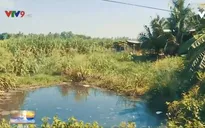 Khổ vì phải "sống chung" với mùi chất thải từ các trại lợn