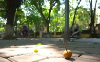 Xúc cảm thu Hà Nội