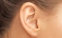 Xác định được loại protein có thể giúp lấy lại thính lực