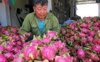 Thanh long sạch đứng vững trước cơn "bão" rớt giá