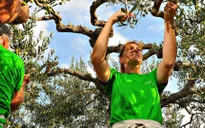 Croatia: Hái 67kg olive trong… 4 phút