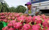 Tiêu thụ thanh long - Giải pháp nhìn từ thị trường Trung Quốc