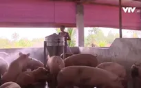 Giá thịt lợn ở miền Bắc giảm "nhỏ giọt"